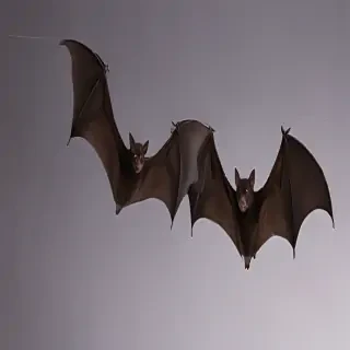 pictures of bats for halloween