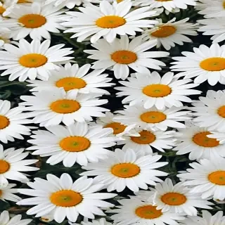 daisy wallpaper iphone