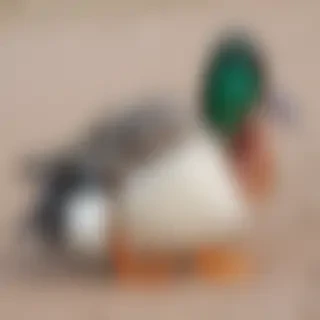 duck png