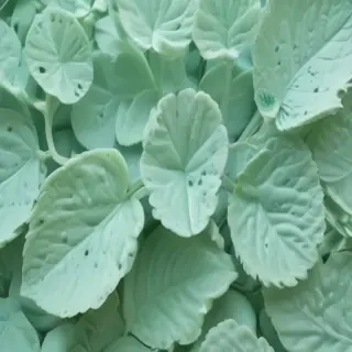 aesthetic mint green