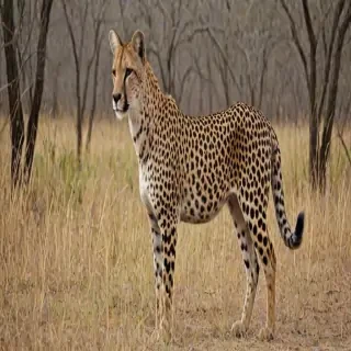 savannah breed