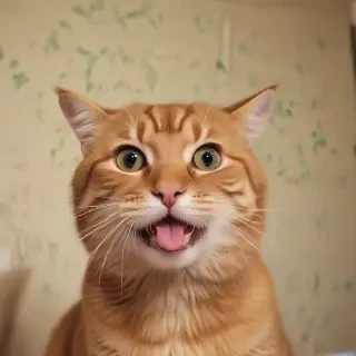 funny pics