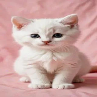 background kitty