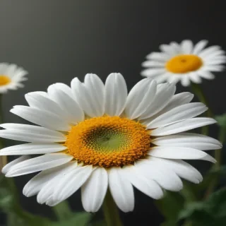 wallpaper daisy flower