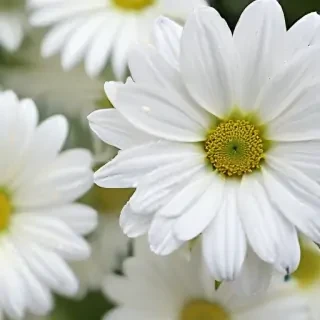 iphone white flower wallpaper
