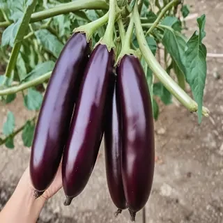 new eggplant friday