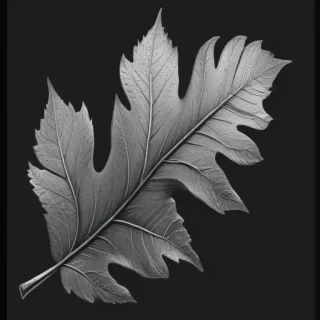 leaf clip art black and white