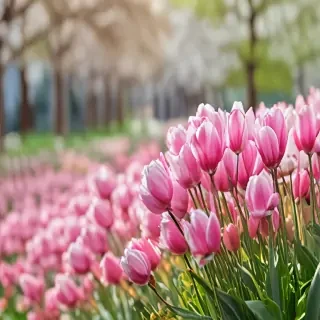 spring iphone wallpaper