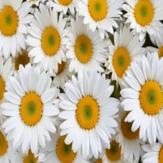 daisy background