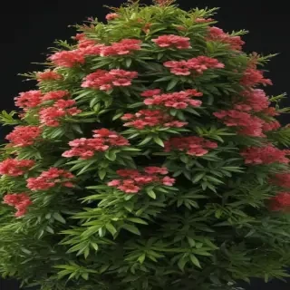 shrub png