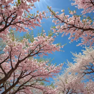 spring iphone