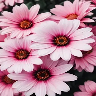 flowers iphone wallpaper