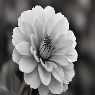 black and white flower