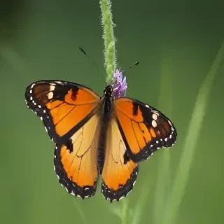 butterfly draing