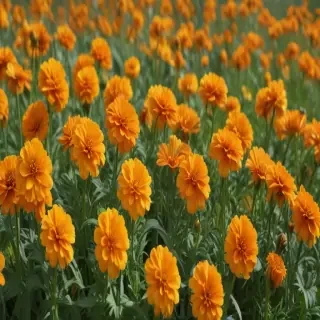 marigolds transparent