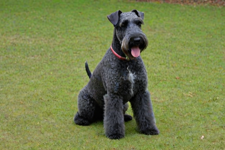kerry blue terrier