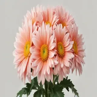 chrysanthemum png