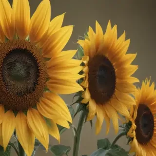 sunflower outline