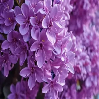 lilac iphone wallpaper