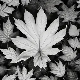 leaf white and black