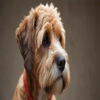boxerdoodle dog breed