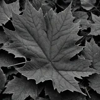 leaf images black and white