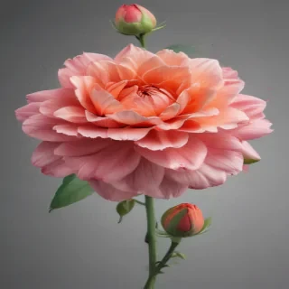 flower clipart no background