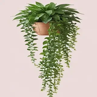 hanging plants png