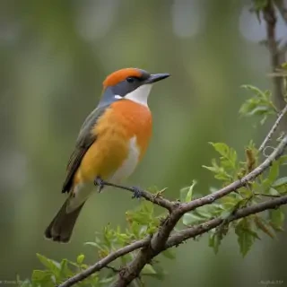 florida birds
