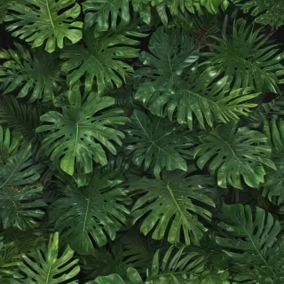 tropical leaf png