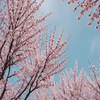 spring wallpaper aesthetic