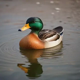 background duck