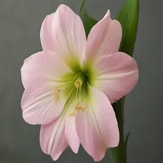 aesthic flower