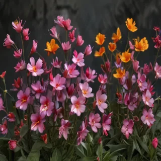 flores png