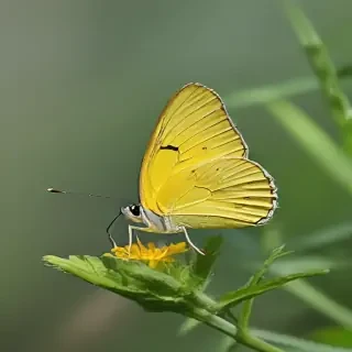 yellow butterfly