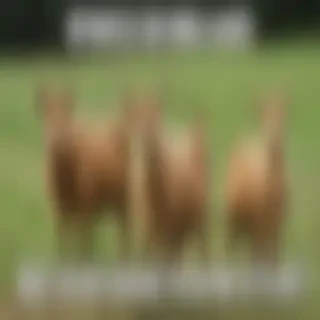 countryside meme
