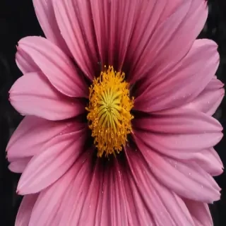 cosmos flower