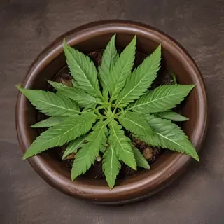 pot images