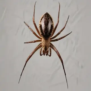 png spider