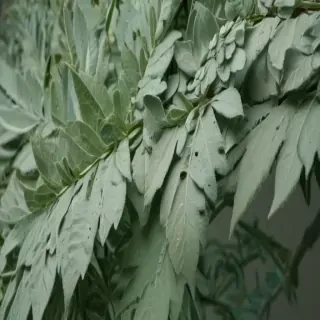 sage green aesthetic