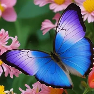 butterfly desktop backgrounds wallpapers