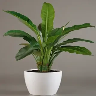 indoor plant png