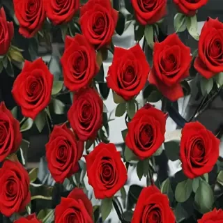 red roses aesthetic