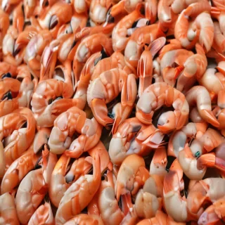 shrimp png