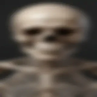 skeleton transparent