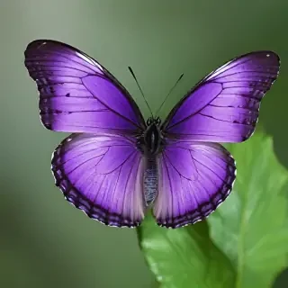 purple butterfly images