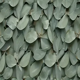 sage green images