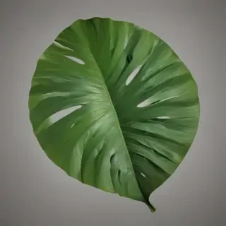 tropical leaf png