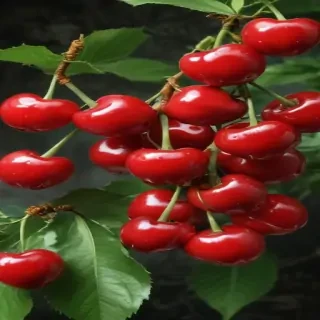 wallpaper cherry