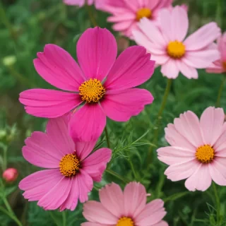 cosmos flower